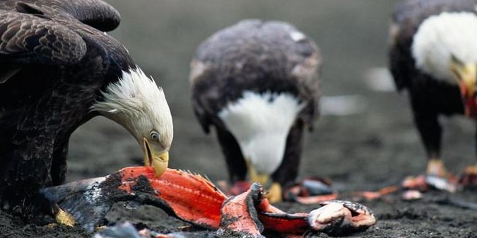 Beri makan burung helang 1 beri makan burung helang