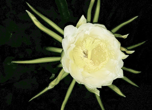 Pusat Makanan Muhibbah