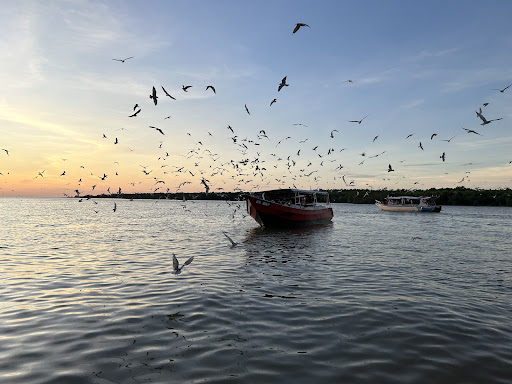 Beri makan burung helang
