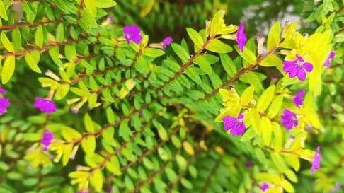 teratak bunga seribu banting